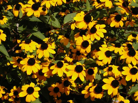 Dreilappiger Sonnenhut (Rudbeckia triloba)
