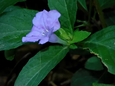 Ruellia caroliniensis (Ruellia caroliniensis)