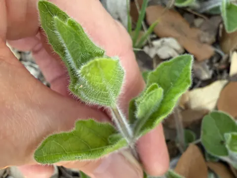 Fringeleaf Wild Petunia