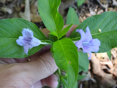 Kahle Ruellie (Ruellia strepens)