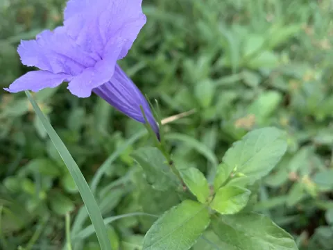 Ruellia tuberosa