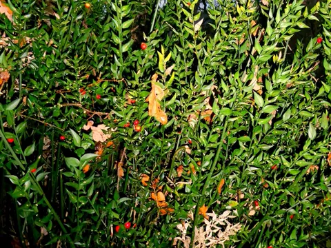 Butcher's Broom
