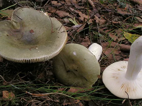 Grasgrüner Birken-Täubling (Russula aeruginea)
