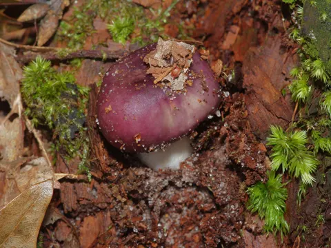 Purpurschwarzer Täubling (Russula atropurpurea)
