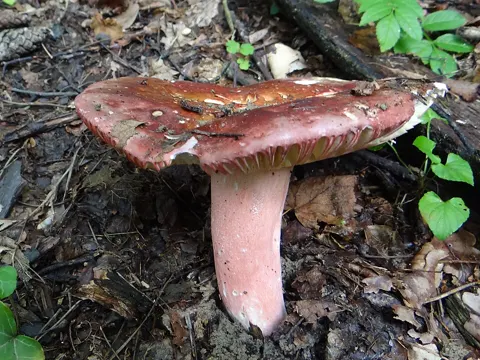 Zedernholz-Täubling (Russula badia)