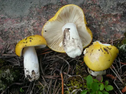 Gelber Graustieltäubling (Russula claroflava)