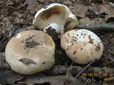 Kompakter Täubling (Russula compacta)