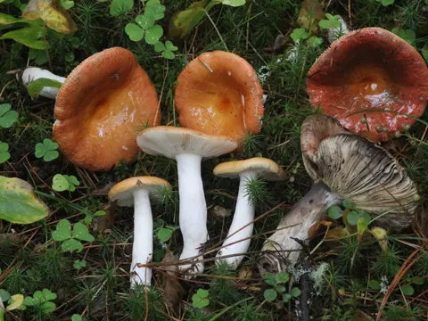 Graustiel-Täubling (Russula decolorans)