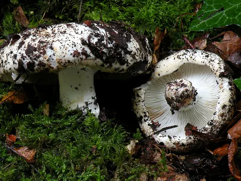 Gemeiner Weißtäubling (Russula delica)