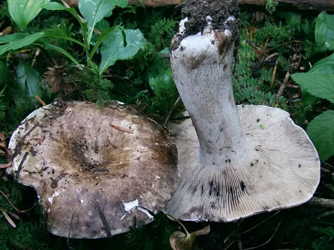 Dichtblättriger Schwärztäubling (Russula densifolia)