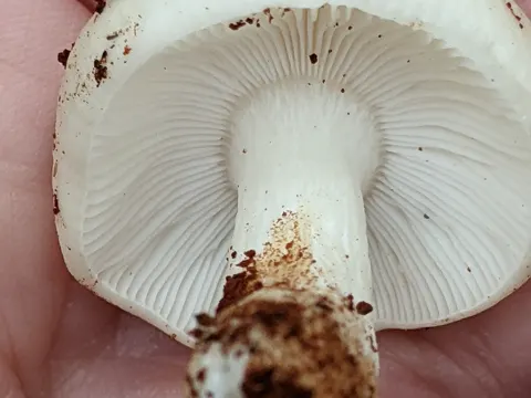 Russula emetica (Russula emetica)