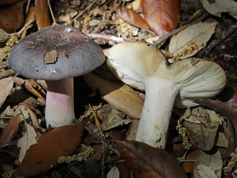 Grauvioletter Tauben-Täubling (Russula grisea)