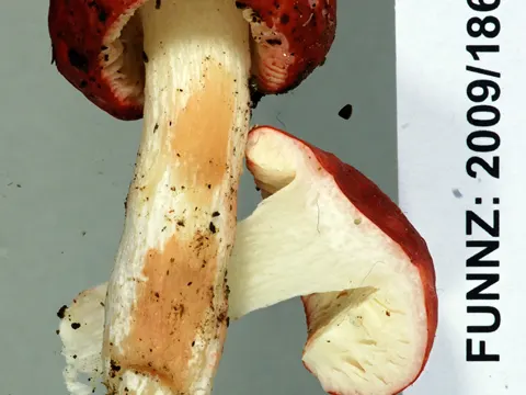Russula