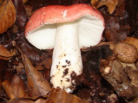 Buchenspeitäubling (Russula nobilis)