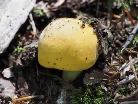 Russula ochroleucoides (Russula ochroleucoides)