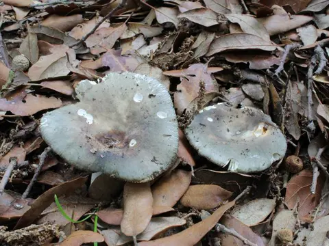 Blaugrüner Reif-Täubling (Russula parazurea)