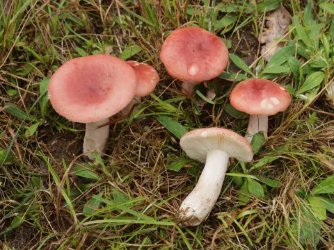Bluttäubling (Russula sanguinaria)