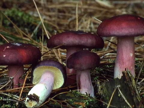 Zitronenblättriger Täubling (Russula sardonia)
