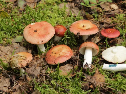 Ziegelroter Täubling (Russula velenovskyi)
