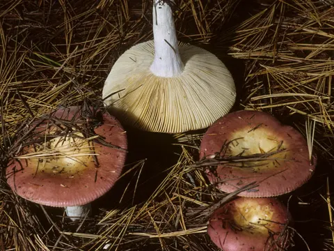 Weinroter Graustieltäubling (Russula vinosa)