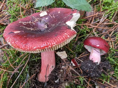 Roter Herings-Täubling (Russula xerampelina)