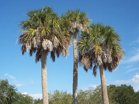 Cabbage Palm
