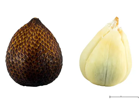 Snake fruit