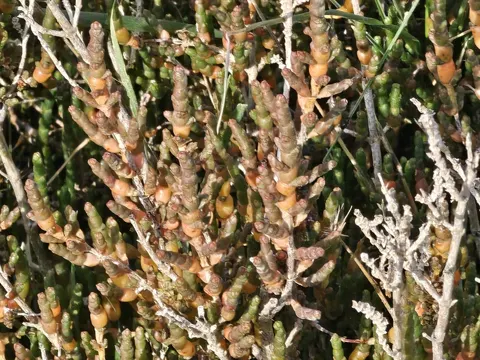 Europäischer Queller (Salicornia europaea)