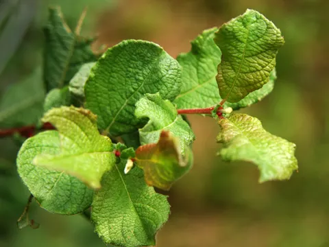 Ohr-Weide (Salix aurita)