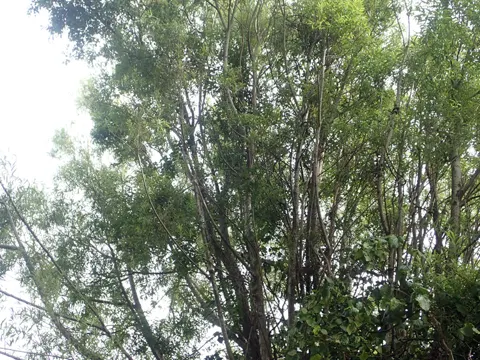 Bruch-Weide (Salix fragilis)