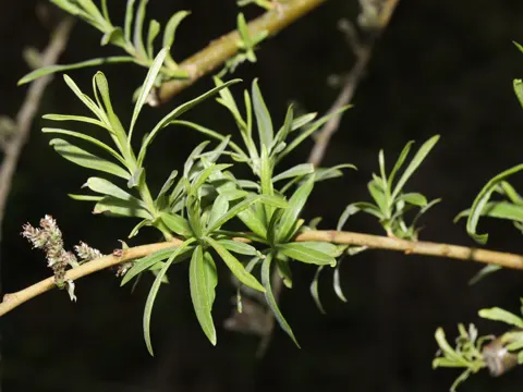 Osier (Salix viminalis)