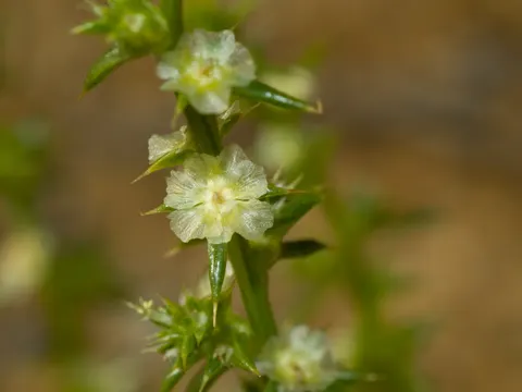 Kali-Salzkraut (Salsola kali)