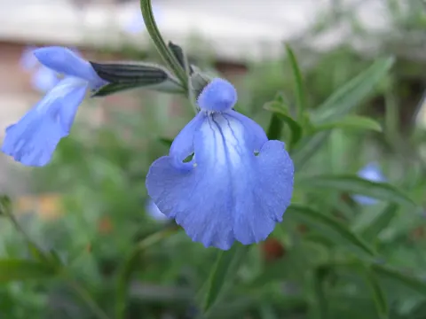 Azure Sage