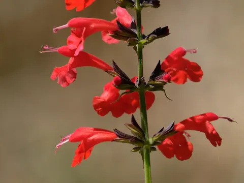 Scharlach-Salbei (Salvia coccinea)