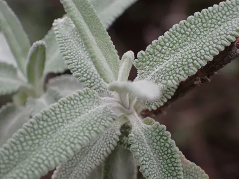 Purple Sage