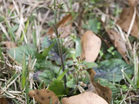 Lyreleaf Sage