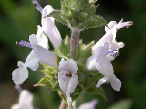 Black Sage