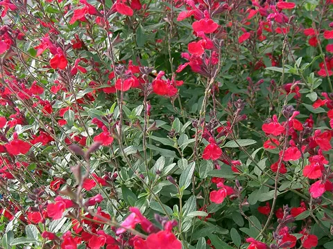 Kleinblättiger Salbei (Salvia microphylla)