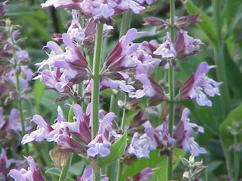 Salbei (Salvia officinalis)