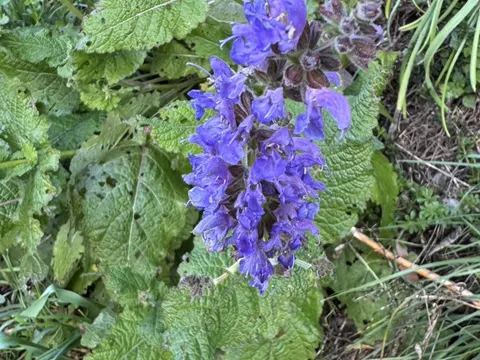 Meadow Sage