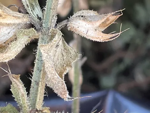Muskateller-Salbei (Salvia sclarea)