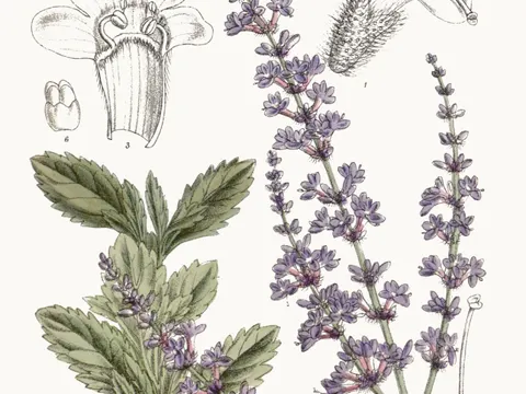 Russian Sage