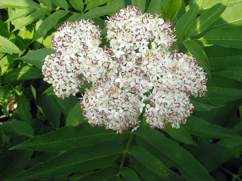 Zwerg-Holunder (Sambucus ebulus)