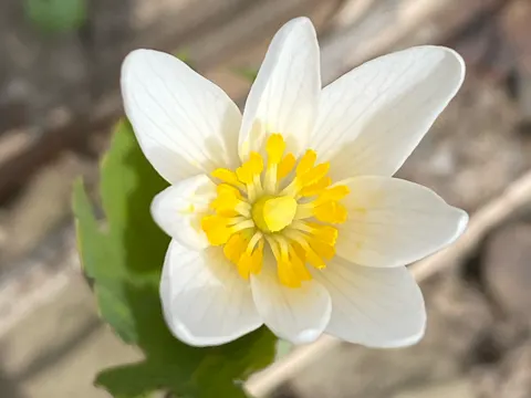 Kanadische Blutblatt (Sanguinaria canadensis)
