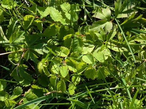 Great Burnet