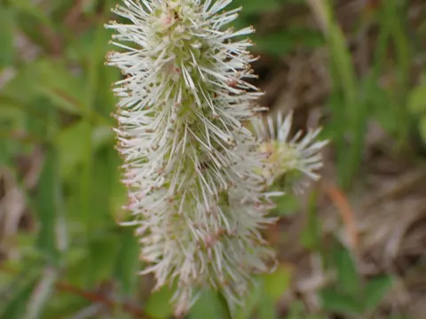 Alpen-Wiesenknopf