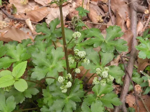 Sanikel (Sanicula europaea)