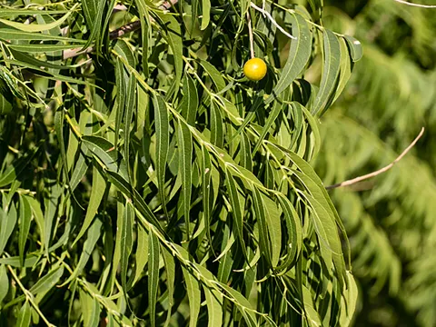 Westliche Seifenbeere (Sapindus drummondii)