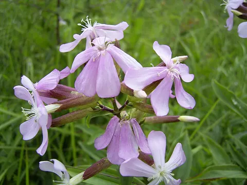 Gewöhnliches Seifenkraut (Saponaria officinalis)