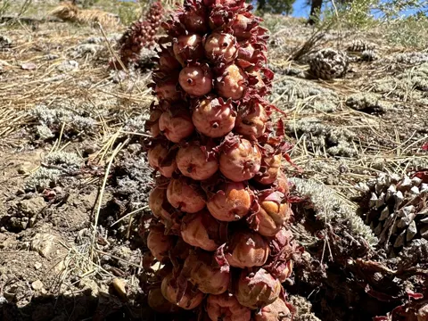 Snowplant